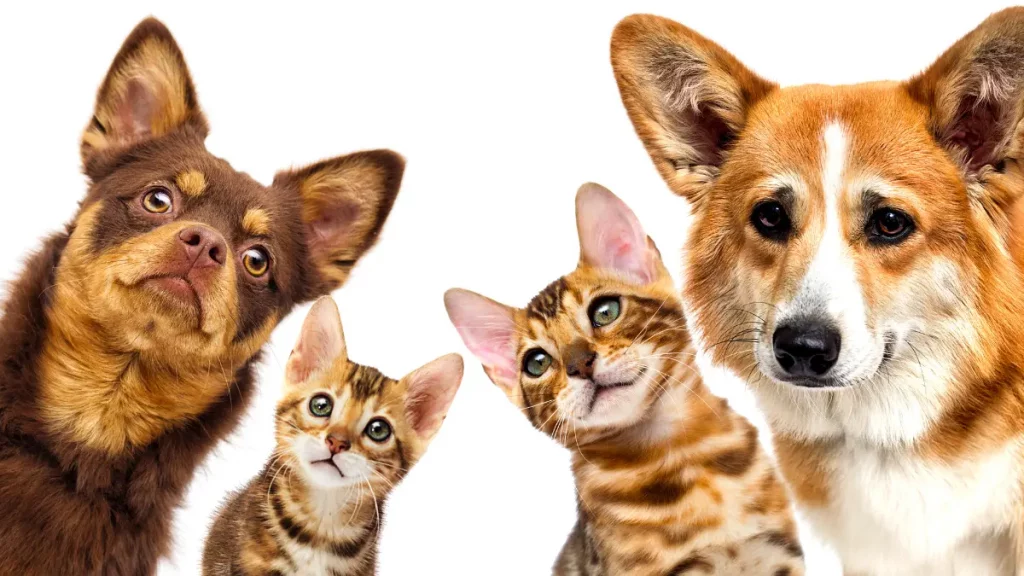 Cães e gatos Cães e gatos