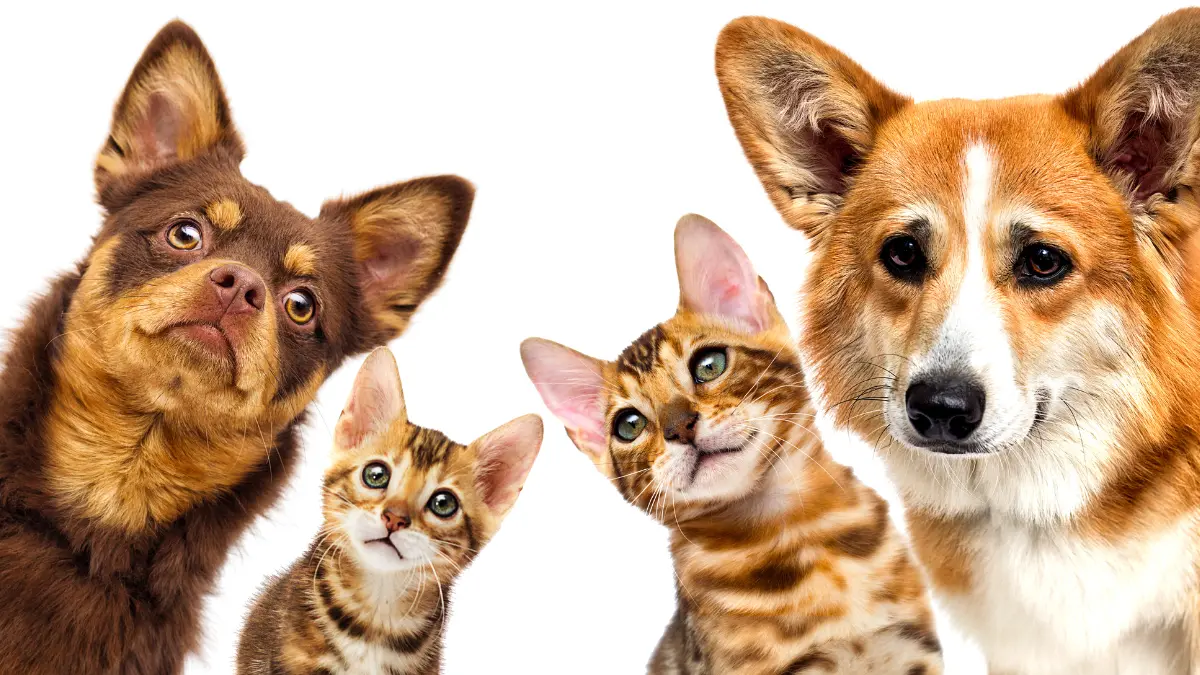 Cães e gatos