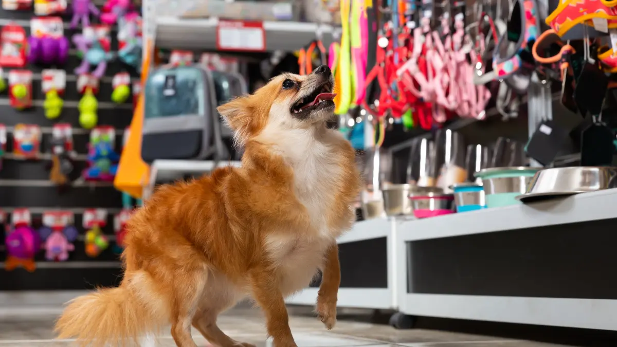 Como aumentar o faturamento de um pet shop