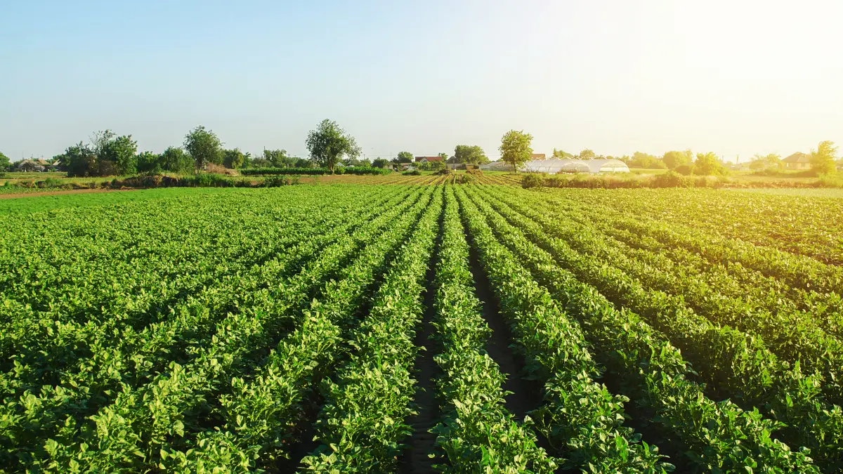 Plantações mais saudáveis e produtivas