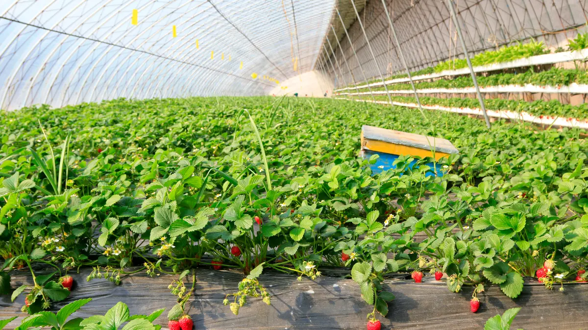 Potencializar o crescimento dos frutos na plantação