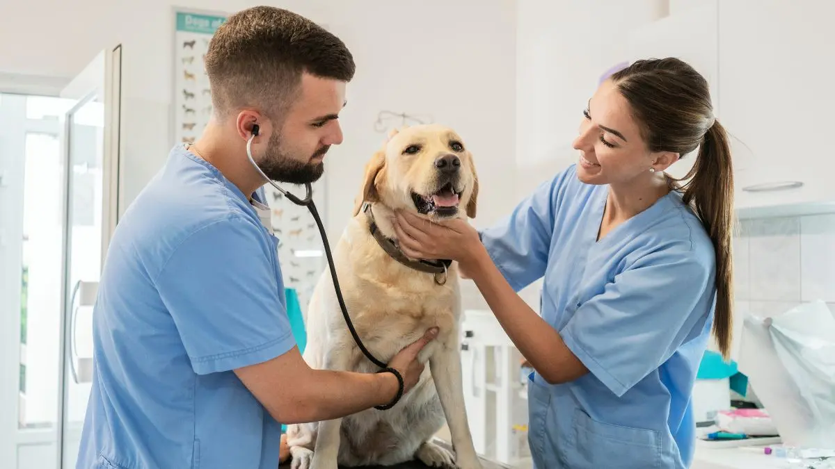 Quanto custa uma consulta com veterinário