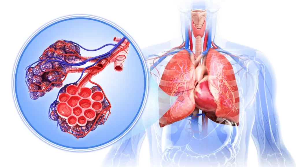 Sistema respiratório 4 doenças comuns