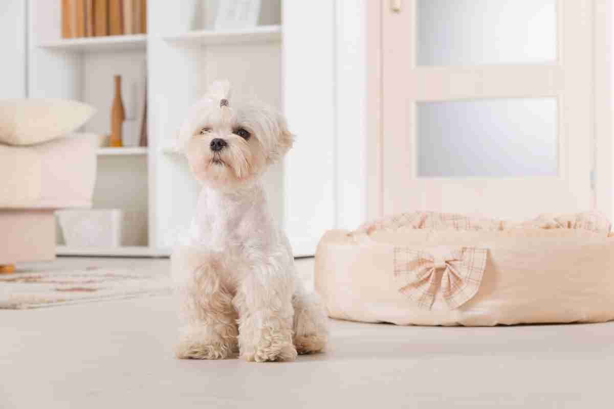 cachorro-para-apartamento-pequeno