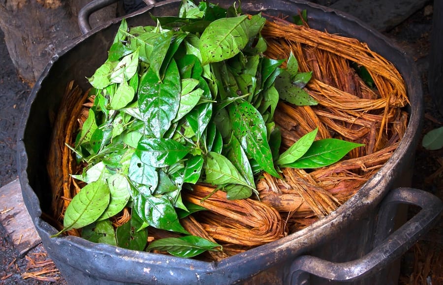 cha-de-ayahuasca